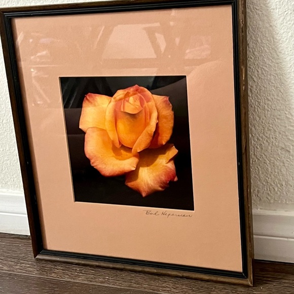 Framed Peach Rose Photograph By Bud Hereman Wall Art Decor 12/13 Inch - Picture 14 of 14